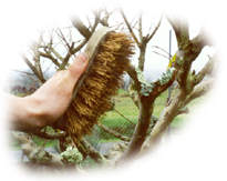 brossage de l'écorce