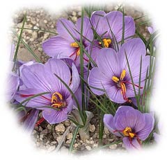 Pied de crocus Pied de crocus