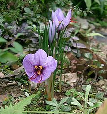 Pied de crocus sativus - safran - (D.R)