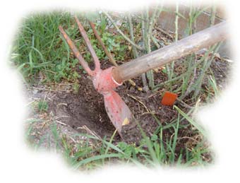 binage avec le plat de la serfouette