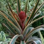 Ananas bracteatus