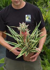 Ananas comosus variegatus