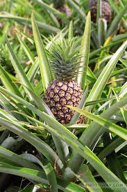 L'ananas est un fruit délicieux, photo par Eric Guinther