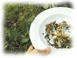 graines de rose trémière