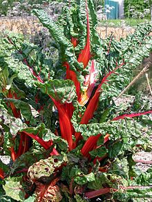 Bettes à côtes rouges