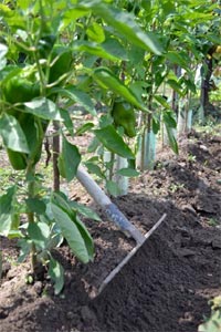 Pieds de poivrons buttés