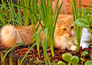 Chat au potager