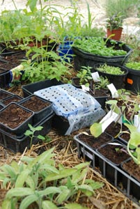 Protection des semis au potager contre les chats