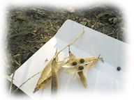 gousses de pois de senteur sur une enveloppe