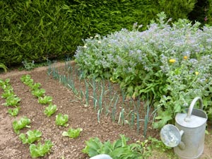 Ombrage de jeunes plants avec un semis de bourrache