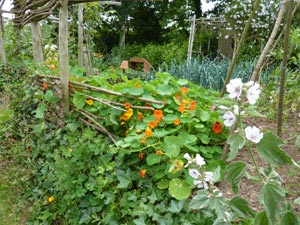 Capucines sur une structure de bois