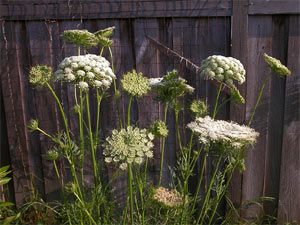 Carottes montées en graines