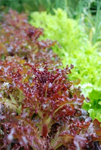 Laitue montée à graine