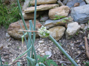 Oignon monté en graine