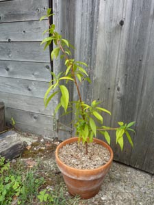 Jeune pêcher issu de semis