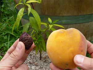 Pêche, noyau et jeune pêcher