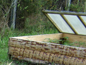 Pépinière au jardin protégée par un châssis