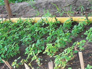 Jeunes plants en pépinière