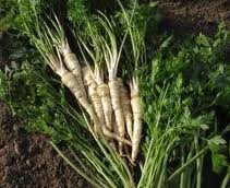 Cliquez sur l'image pour accéder au site de Rustica où vous pourrez le trouver