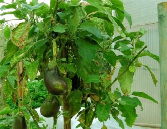 photo par Thomas Bresson