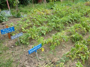 Pommes de terre buttées en rang