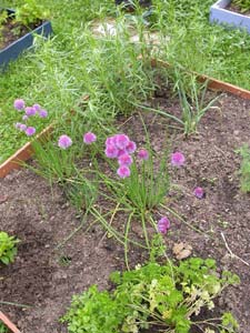 potager en carrés : vue