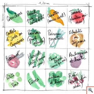Plan de potager en carrés à mi-mai. Cliquez pour zoomer