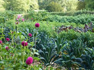Potager du Domaine de St Jean de Beauregard (91)