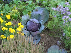 Tagetes et phacélie au potager