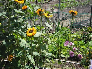 Tournesols au potager