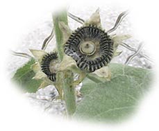 graines de rose trémière