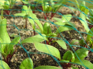 Semis sous filet de protection