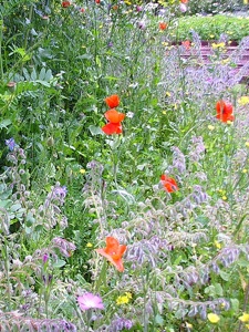 Jardin sauvage Jardin sauvage