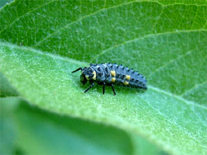 larve de coccinelle