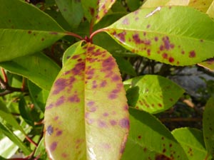 Entomosporiose sur feuille de photinia Entomosporiose sur feuille de photinia