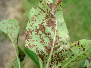 Entomosporiose sur feuille de poirier Entomosporiose sur feuille de poirier