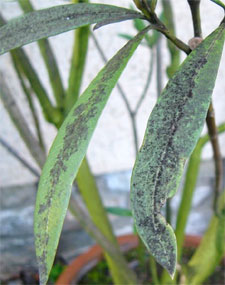 Laurier rose atteint de fumagine