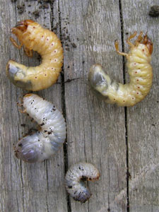 Comparaison hanneton - cétoine Comparaison hanneton - cétoine