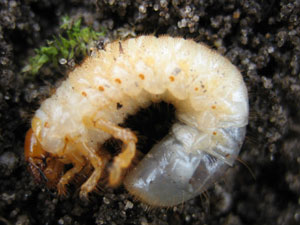 Larve de hanneton Larve de hanneton