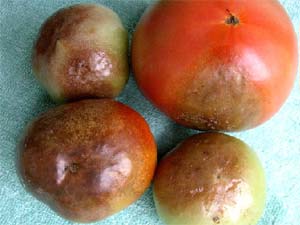 mildiou de la tomate