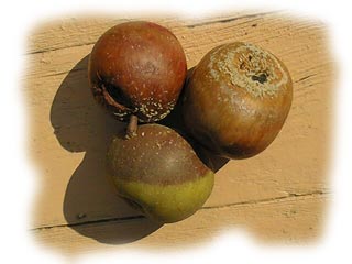pommes atteintes par la moniliose