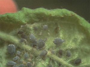 Colonie de pucerons cendrés au revers du feuillage d'un pommier