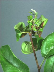 Dégâts causés au feuillage du pommier : crispation, nécrose, crispation