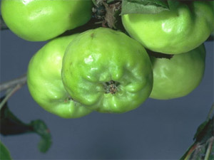 Dégâts sur les pommes : les fruits sont déformés à la suite des piqûres printanières.