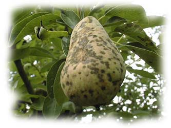 poire atteinte de tavelure