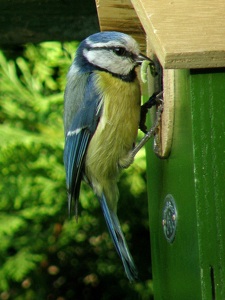 Mésange bleue nourrissant sa couvée