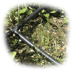 Tuyau de 13 mm dans un massif