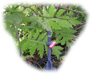 micro-asperseur en action