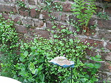 Un mur de briques colonisé par la végétation