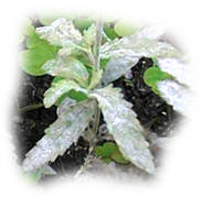 Feuilles de verveine atteintes d'oïdium